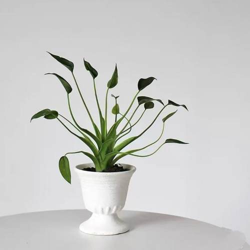 千手观音海芋托尼舞者绿天鹅大仙女锦化植物天南星科新奇轻岛植物