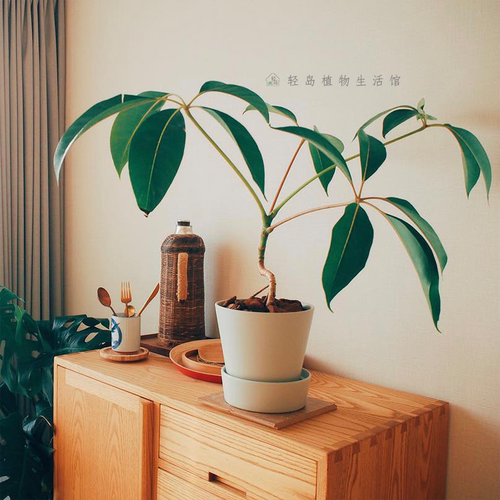 日本大叶伞保罗室内盆栽绿植物水培净化空气北欧风好养耐阴耐热
