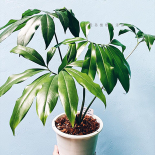 掌叶蔓绿绒印第安羽毛大叶伞室内办公室客厅好养绿植物盆栽北欧风