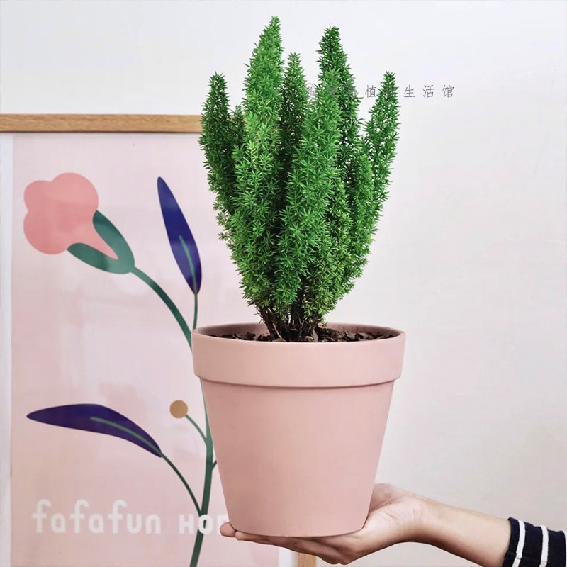 狐尾天门冬武竹盆栽阳台花卉庭院绿植物好养包活室外观叶切叶常绿,鲜花速递/花卉仿真/绿植园艺,海芋,淘宝优惠券,粉丝福利购,淘宝优惠卷