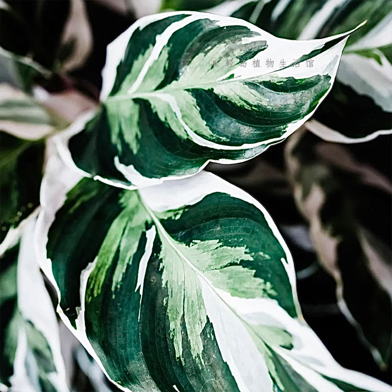 白油画竹芋荷兰进口绿植物北欧ins网红花卉观叶客厅阳台室内盆栽