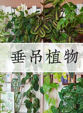 垂钓悬挂植物米歇尔仙洞白金葛银斑葛紫茄金边翡翠柠檬汁轻岛直播