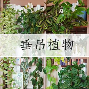 垂钓悬挂植物米歇尔仙洞白金葛银斑葛紫茄金边翡翠柠檬汁轻岛直播