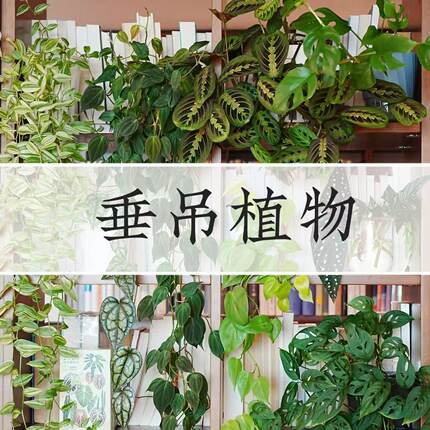垂钓悬挂植物米歇尔仙洞白金葛银斑葛紫茄金边翡翠柠檬汁轻岛直播
