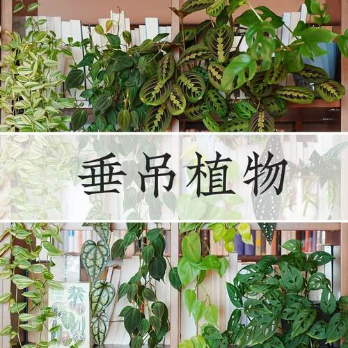 垂钓悬挂植物米歇尔仙洞