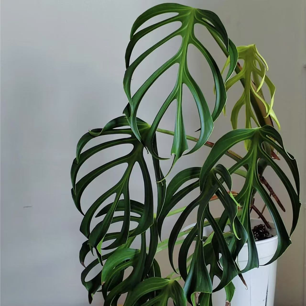 巴西龟背竹斜叶马氏火焰龟背竹窄叶室内新奇天南星科热植物盆栽