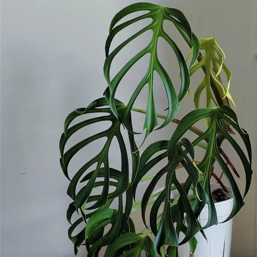 巴西龟背竹斜叶马氏火焰龟背竹窄叶室内新奇天南星科热植物盆栽