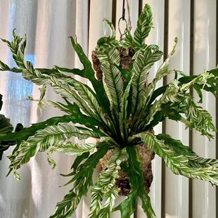 白锦鸟巢蕨白月光花叶板植挂墙室内好养耐阴锦化植物ins网红盆栽