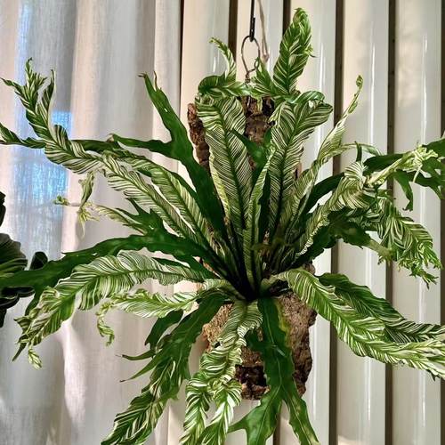 白锦鸟巢蕨白月光花叶板植挂墙室内好养耐阴锦化植物ins网红盆栽