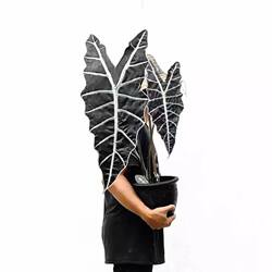 亚马逊海芋竹芋室内盆栽桌面大仙女黑叶观音莲非洲面具绿植物网红