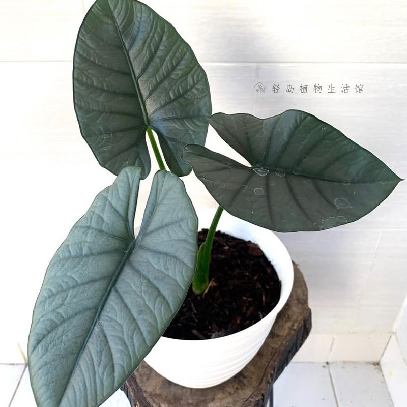 赤道翡翠海芋星云海芋伊莱恩女王高级银灰色绿植物盆栽室内外好养,鲜花速递/花卉仿真/绿植园艺,海芋,淘宝优惠券,粉丝福利购,淘宝优惠卷