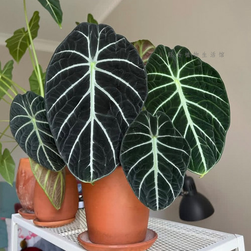 忍者海芋小型黑天鹅绒竹芋天鹅室内外盆栽绿植物北欧简约好养耐晒