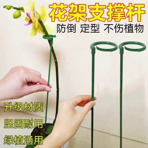 园艺支撑杆植物倒伏专用海芋彩叶芋龟背竹造型用蝴蝶兰支架固定器