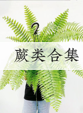 蕨类合集霸王蕨波士顿蕨鹿角蕨铁线蕨白锦鸟巢蕨轻岛直播专拍