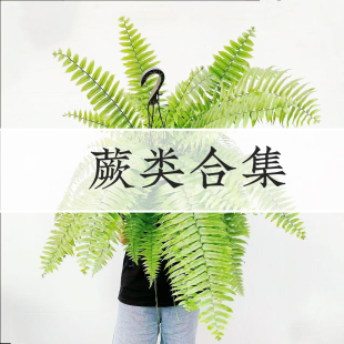 蕨类合集霸王蕨波士顿蕨鹿角蕨铁线蕨白锦鸟巢蕨轻岛直播专拍