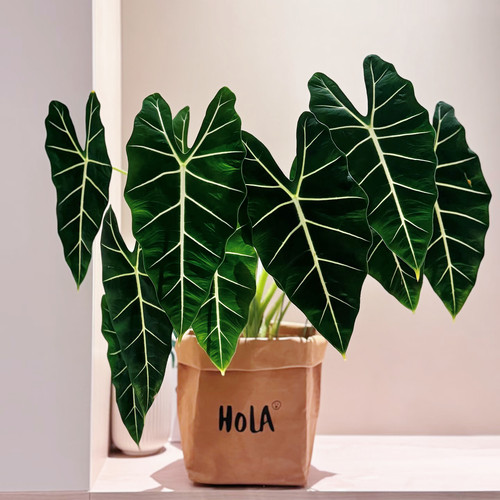 绿天鹅海芋天鹅绒竹芋稀有特级进口室内阳台庭院热植入门绿植盆栽