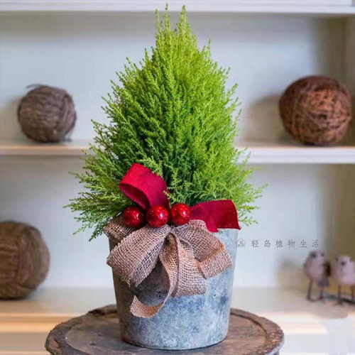 香松金冠柏盆栽棒棒糖植物耐寒好养有香味松树冬季圣诞树朋友礼物