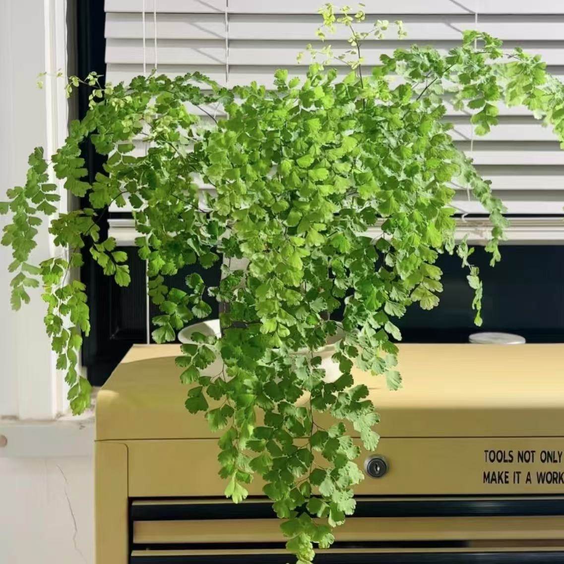 铁线蕨盆栽室内甲醛辐射净化空气绿植耐阴喜湿室内桌面卫生间植物,鲜花速递/花卉仿真/绿植园艺,鹿角蕨,淘宝优惠券,粉丝福利购,淘宝优惠卷