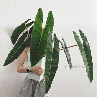 橙柄蔓绿绒天南星科热植观叶植物盆栽客厅进口庭院室内阳台趣味