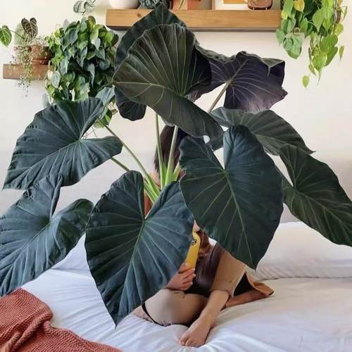 帝王盾海芋天南星科好养室内阳台观叶热植物天南星科新奇轻岛植物