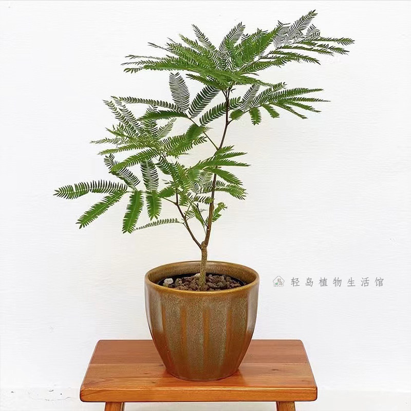 密叶猴耳环日本进口室内耐阴好养四季常绿盆栽植物ins风轻岛植物