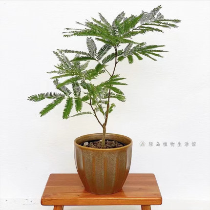 密叶猴耳环日本进口室内耐阴好养四季常绿盆栽植物ins风轻岛植物