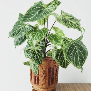 巴迪布纹合果芋牛奶纸屑白锦白龟耐热好养绿植物进口网红盆栽攀爬