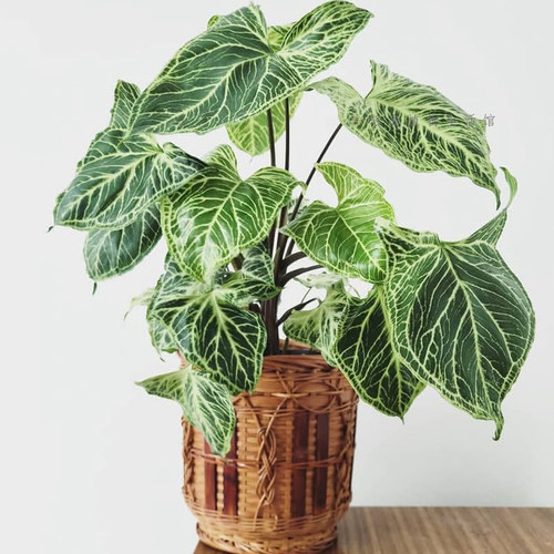 巴迪布纹合果芋牛奶纸屑白锦白龟耐热好养绿植物进口网红盆栽攀爬