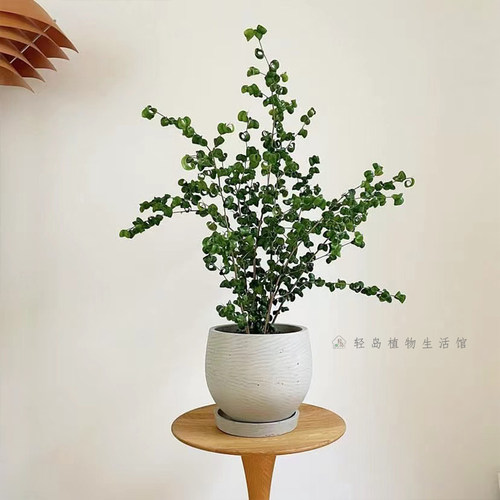 卷叶榕卷福巴洛克本杰明室内桌面送人奇趣可爱植物阳台耐旱绿植