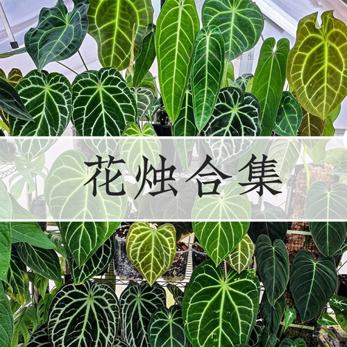 花烛合集克莱恩水晶维塔领带盆栽室内观叶植物客厅轻岛直播专拍