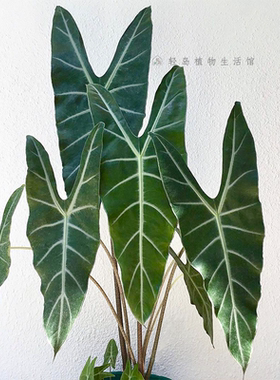 银脉剑叶海芋萨利安室内阳台天台花园好养大叶片大型热植新奇植物