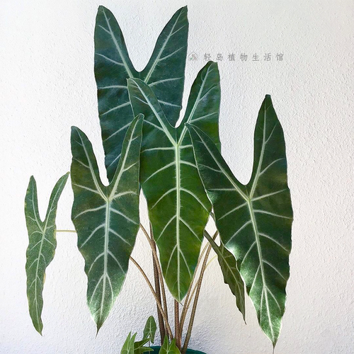银脉剑叶海芋萨利安室内阳台天台花园好养大叶片大型热植新奇植物