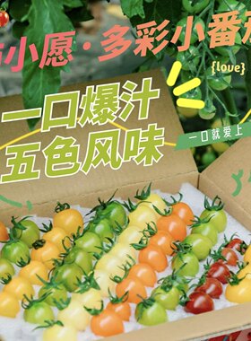 柿小愿多彩小番茄小西红柿新鲜圣女果子脆甜青口蜜黄色樱桃顺丰