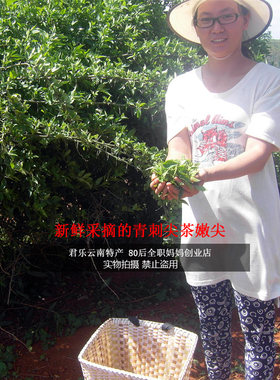 云南文山野生青刺尖茶