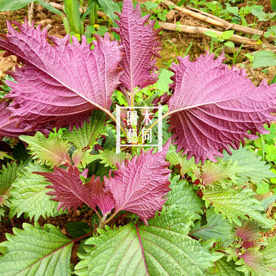 紫苏种子苗 回回苏 蔬菜野菜香草调味盆栽地栽 食用入药 满包邮