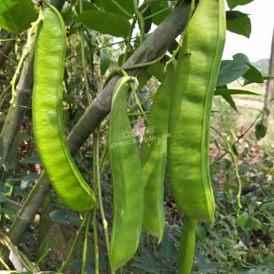 魔豆大刀豆角蔬菜野菜籽爬藤绿植盆栽 红刀豆种子和苗