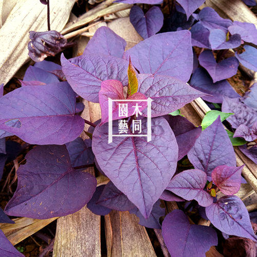 紫叶番薯枝条种苗 紫红色观叶地瓜绿化植物盆栽春夏秋易活 满包邮