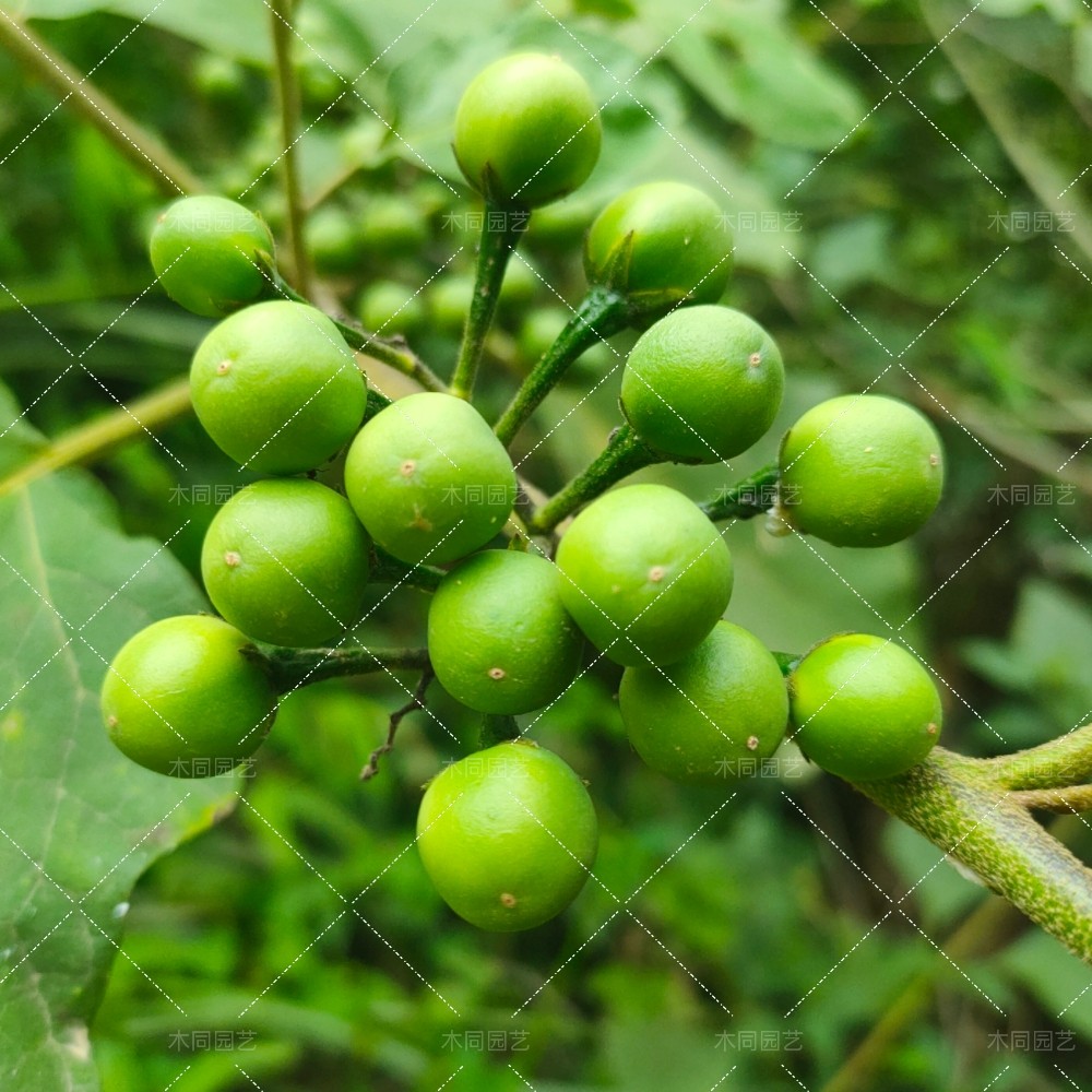 水茄子,叶子(第3页)_大山谷图库
