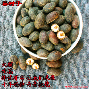 蒲葵籽 广西野生葵树子 葵树籽 葵扇子 老子个大 蒲葵子 一斤包邮