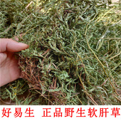 野生软肝草 广西可食用产品 挑选铁甲草 切段 泡茶煮水 整株 新货