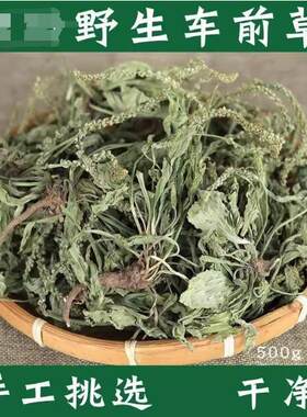 广西车前草干货野生整株全草