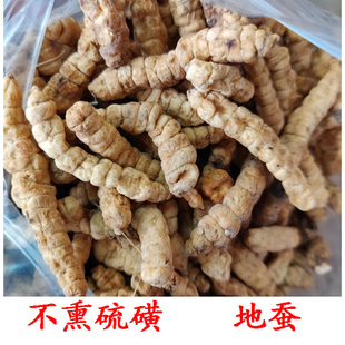 广西地蚕 草石蚕 白虫草 无硫白虫草参 草地蚕 一斤