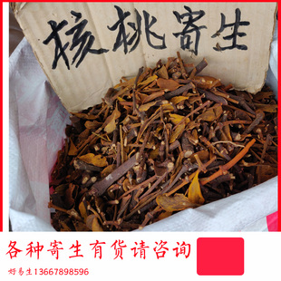 核桃木寄生 核桃树寄生 另有桐油树沙梨王芽木寄生桃子树黄皮松木