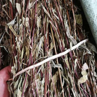 野生一枝黄花 一支黄花 广西百根草 蛇头王 整株连根 非种植 包邮