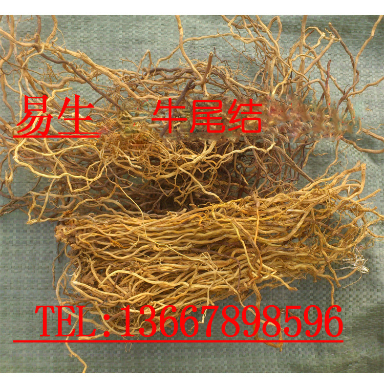 野生牛尾菜牛尾蕨春根牛尾结广西可食用产品鲤鱼须大伸筋草老龙须