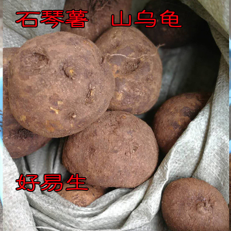 山乌龟广西石琴薯 金不换 地不容盆景绿藤 防己科 千金藤 可入药