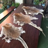 YG356天然原色澳大利亚袋鼠毛皮毛一体真皮装 饰diy皮料