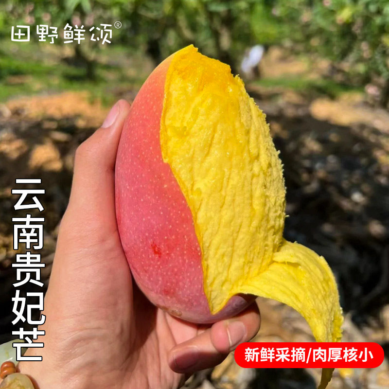 超大个多肉贵妃芒海南