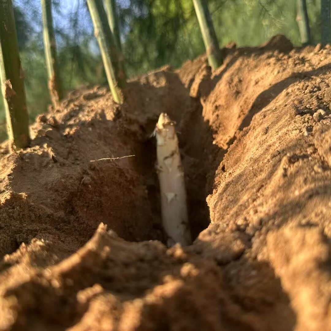 东山特产白芦笋 5月份正季节 新鲜芦笋现挖现发