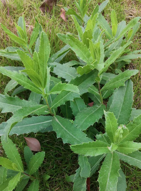 新鲜刺菜流鼻血刺儿菜七七菜野外整根现挖小蓟草干品刺角芽刺菜根